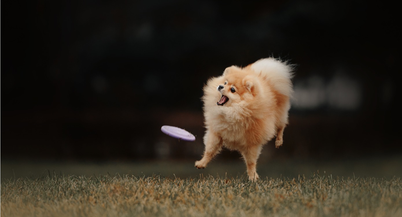 A dog trying to catch a frisbee in the park, flying through the air.