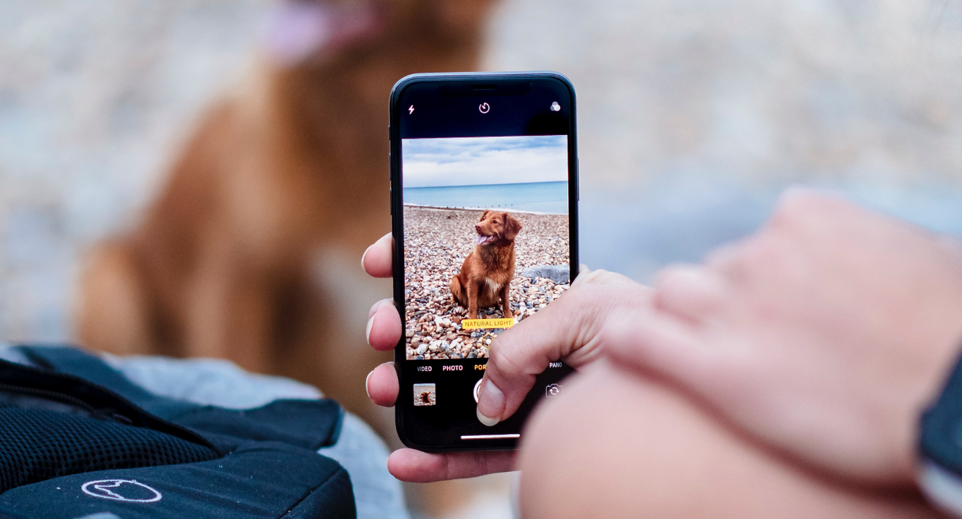 Person taking a photo of their dog at the beach to share on social media.