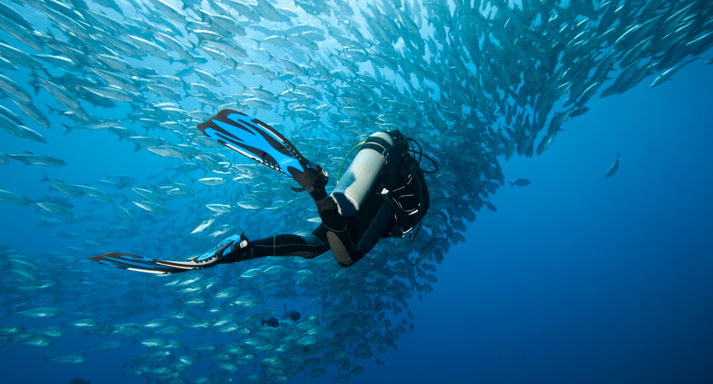 A diver swimming with a school of fish, like a user optimising data from users on a site with Google Analytics 4.
