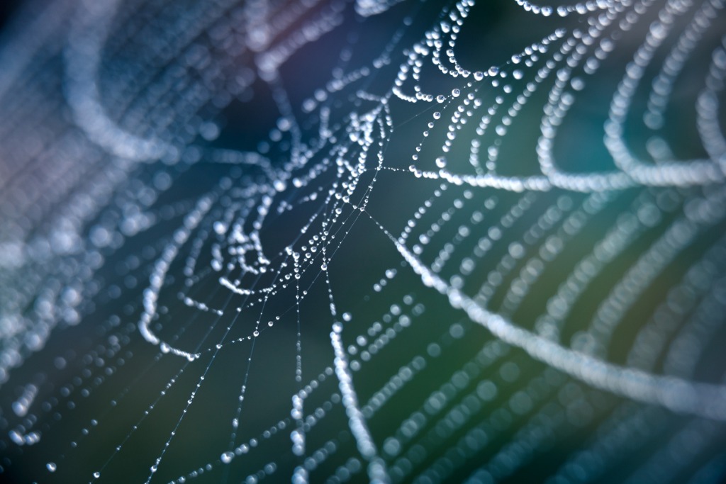 Close up of spider web with dew, representing the concept of backlinks.