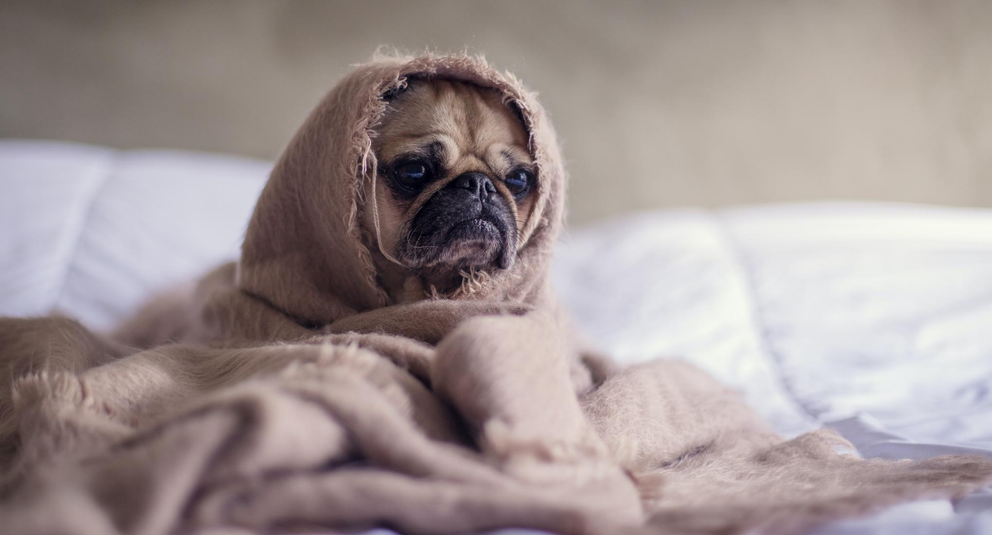 Pug sitting on a bed in a blanket